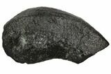 Fossil Whale Ear Bone - Miocene #109249-1